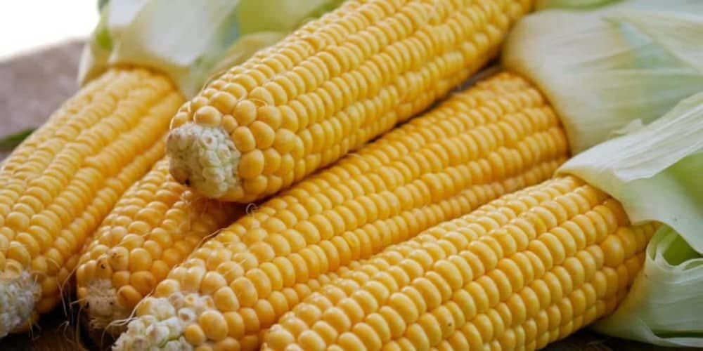 corn